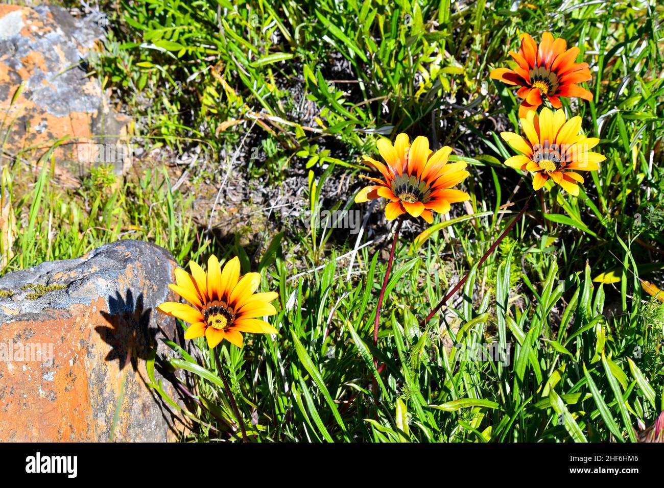 Gazanias blüht im Caledon Wild Flower Reserve, westliches Kap, Südafrika. Stockfoto