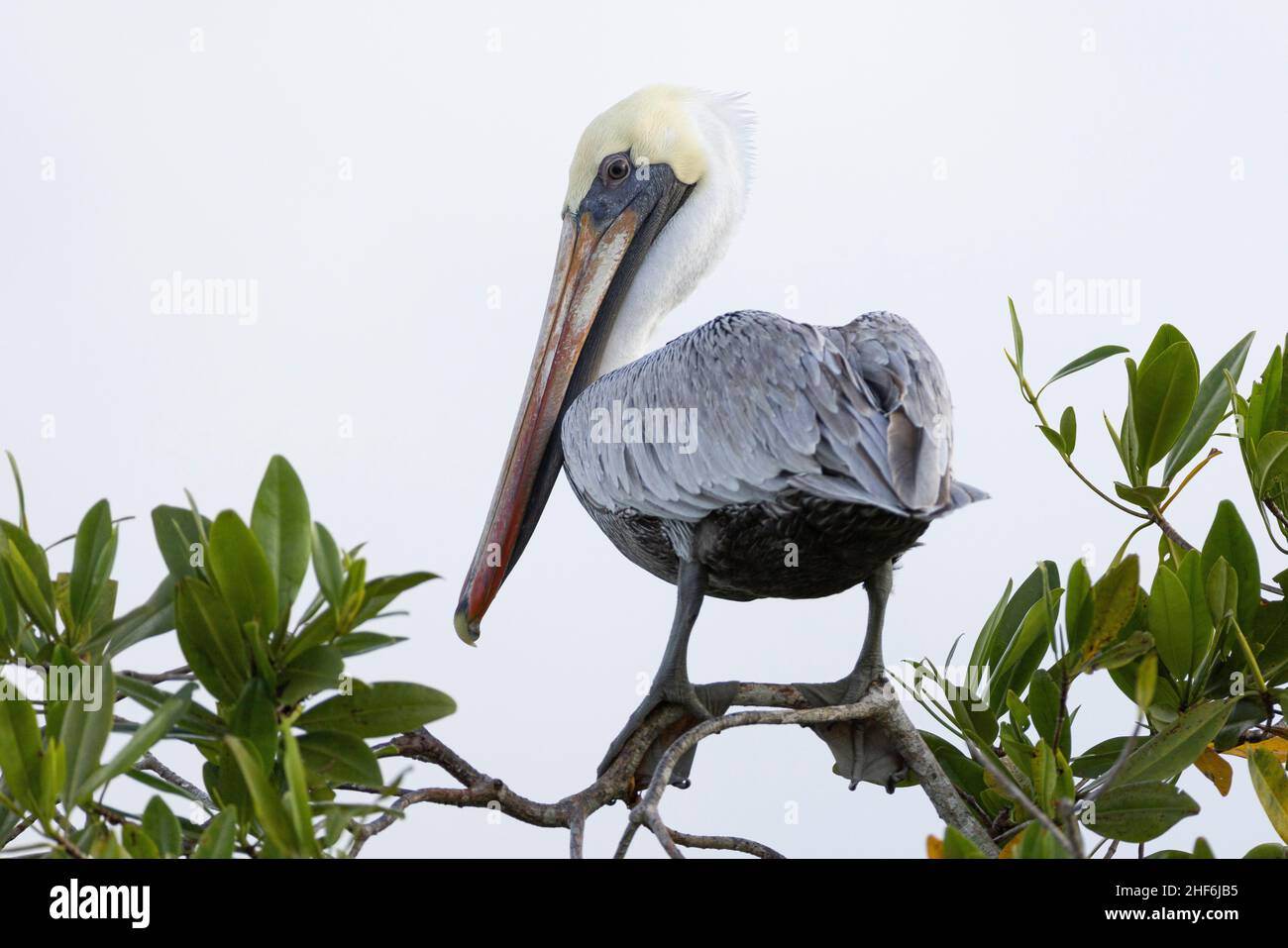 Ein freisetzendes Pelikan in der Bucht von Nicoya / Costa Rica. Stockfoto