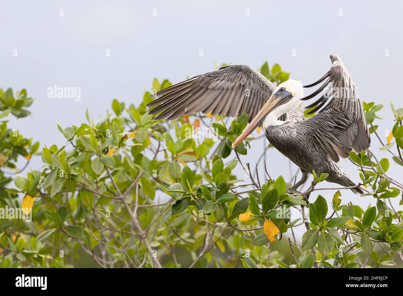 Ein freisetzendes Pelikan in der Bucht von Nicoya / Costa Rica. Stockfoto