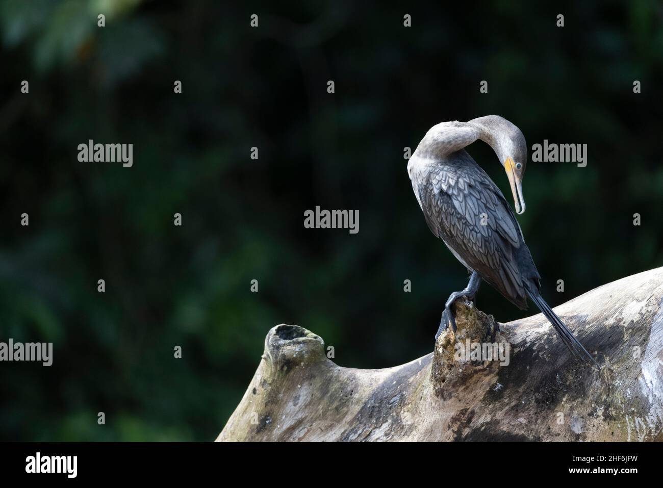 Eine wilde Olivenschar in Costa Rica. Stockfoto