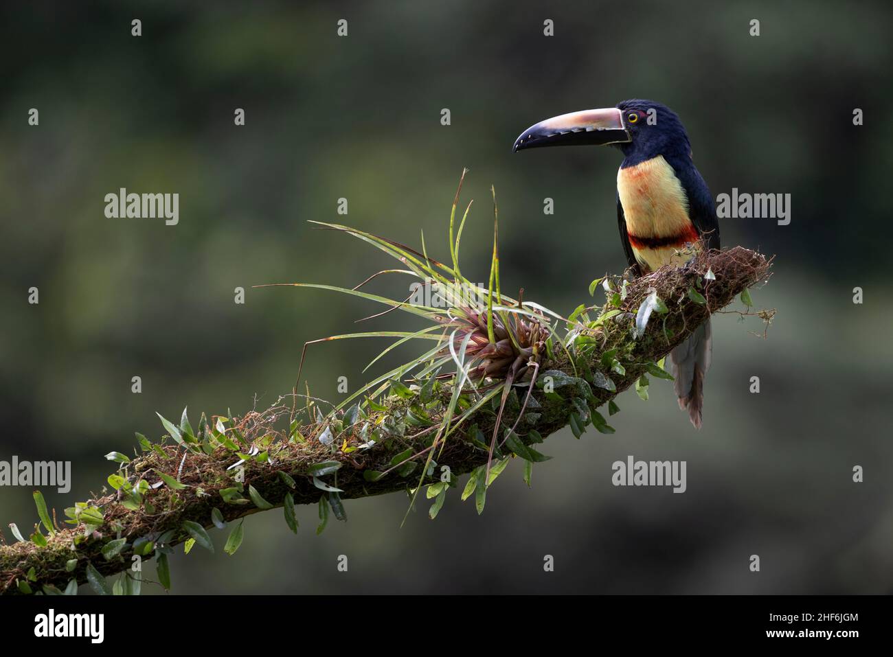 Arassari Free Life Collar in Costa Rica. Stockfoto