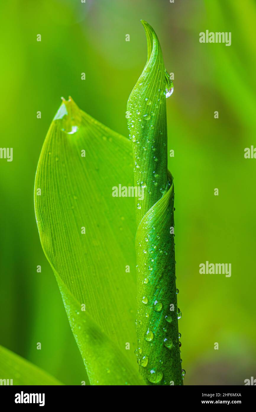 Maiglöckchen (Convallaria majalis), Tautropfen, Maiglöckchen, Nahaufnahme Stockfoto