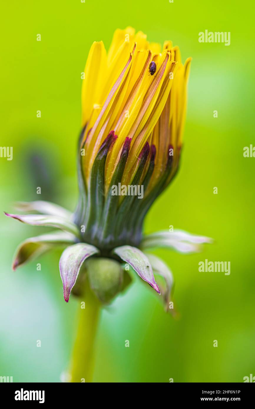 Rauer Weißbart (Crepis biennis), blüht Stockfoto