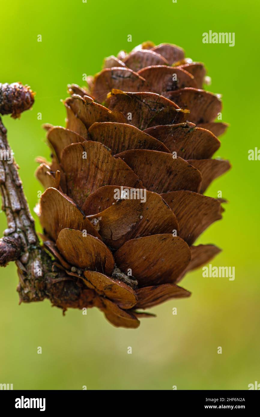 Lärchenzapfen, Wald - Stillleben, Natur im Detail Stockfoto
