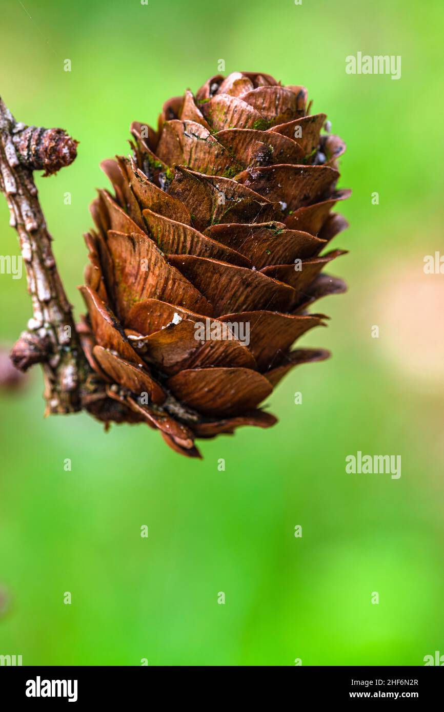 Lärchenzapfen, Wald - Stillleben, Natur im Detail Stockfoto