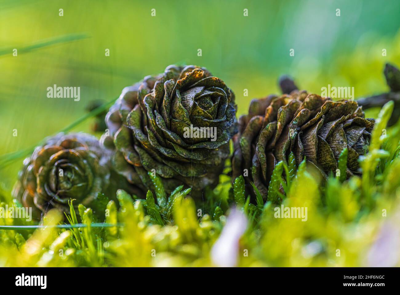 Lärchenzapfen, Nahaufnahme, Natur im Detail Stockfoto