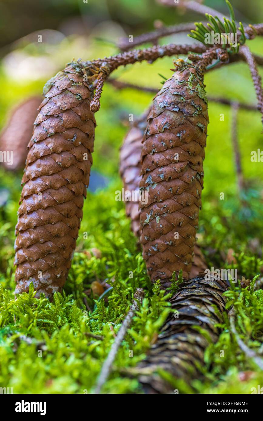 Fichtenzapfen im Moosbett Stockfoto