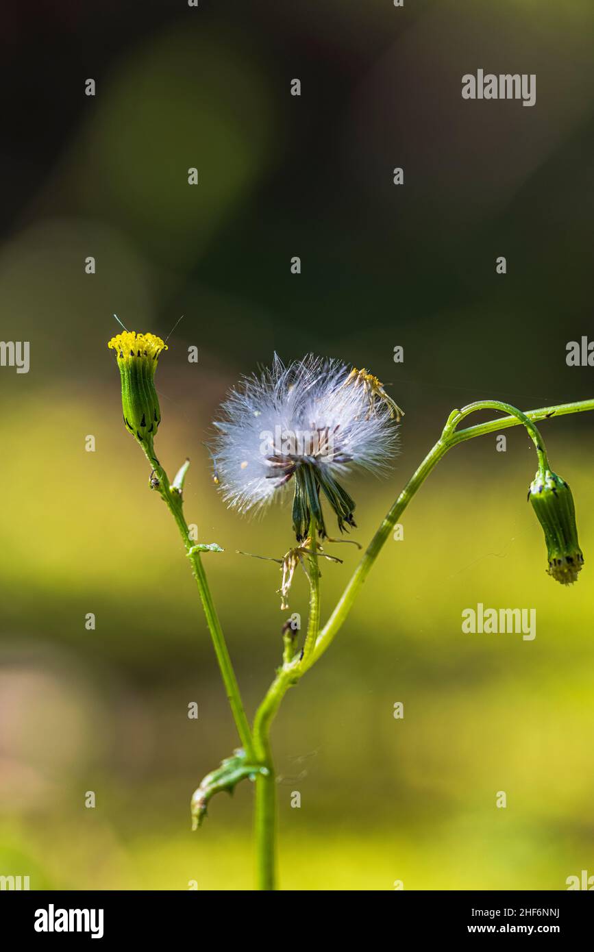 Rauer Weißbart, Crepis biennis, verwelkt, Samenständer Stockfoto