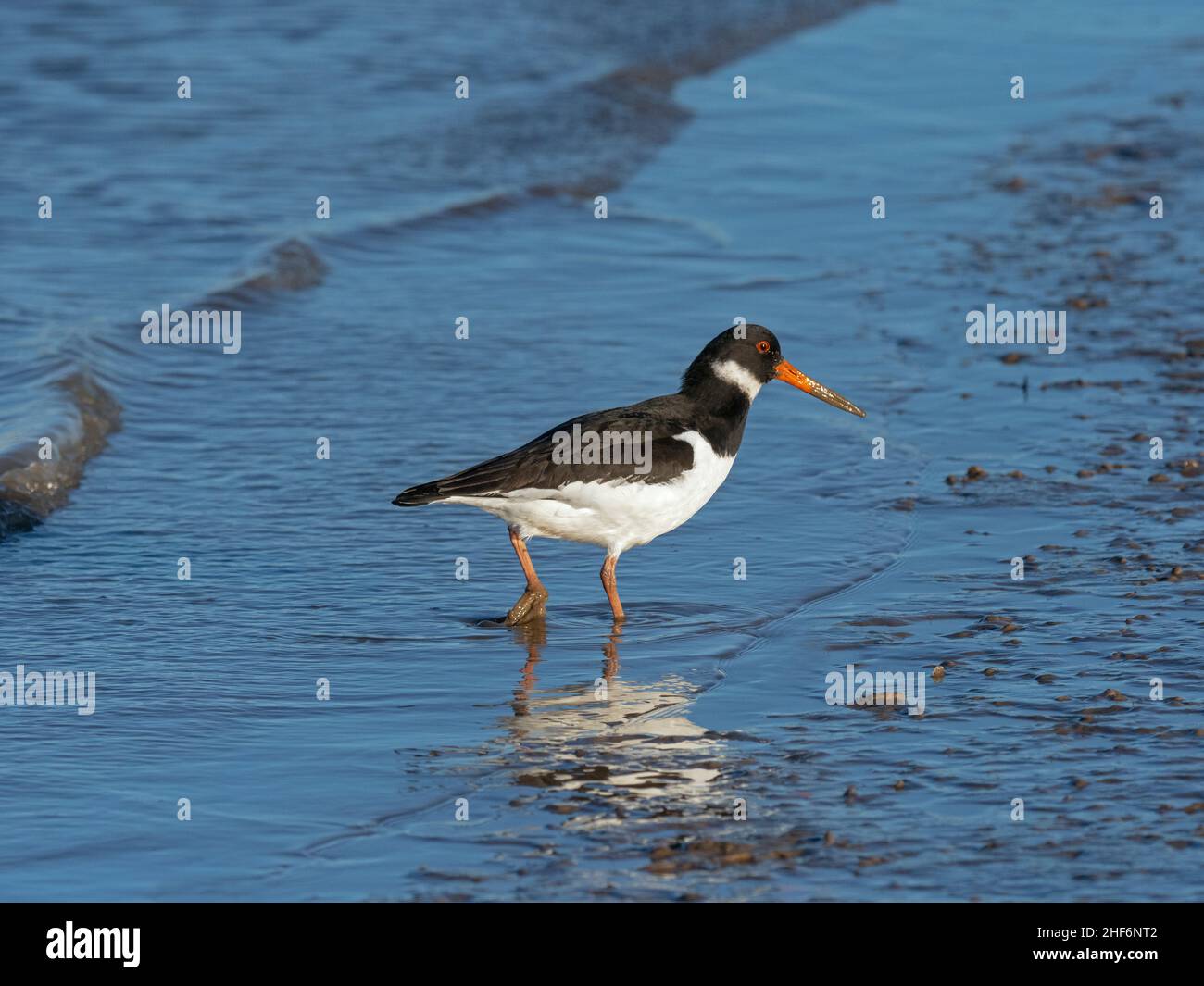 Austernfischer Haematopus ostralegus Fütterung Norfolk Winter Stockfoto