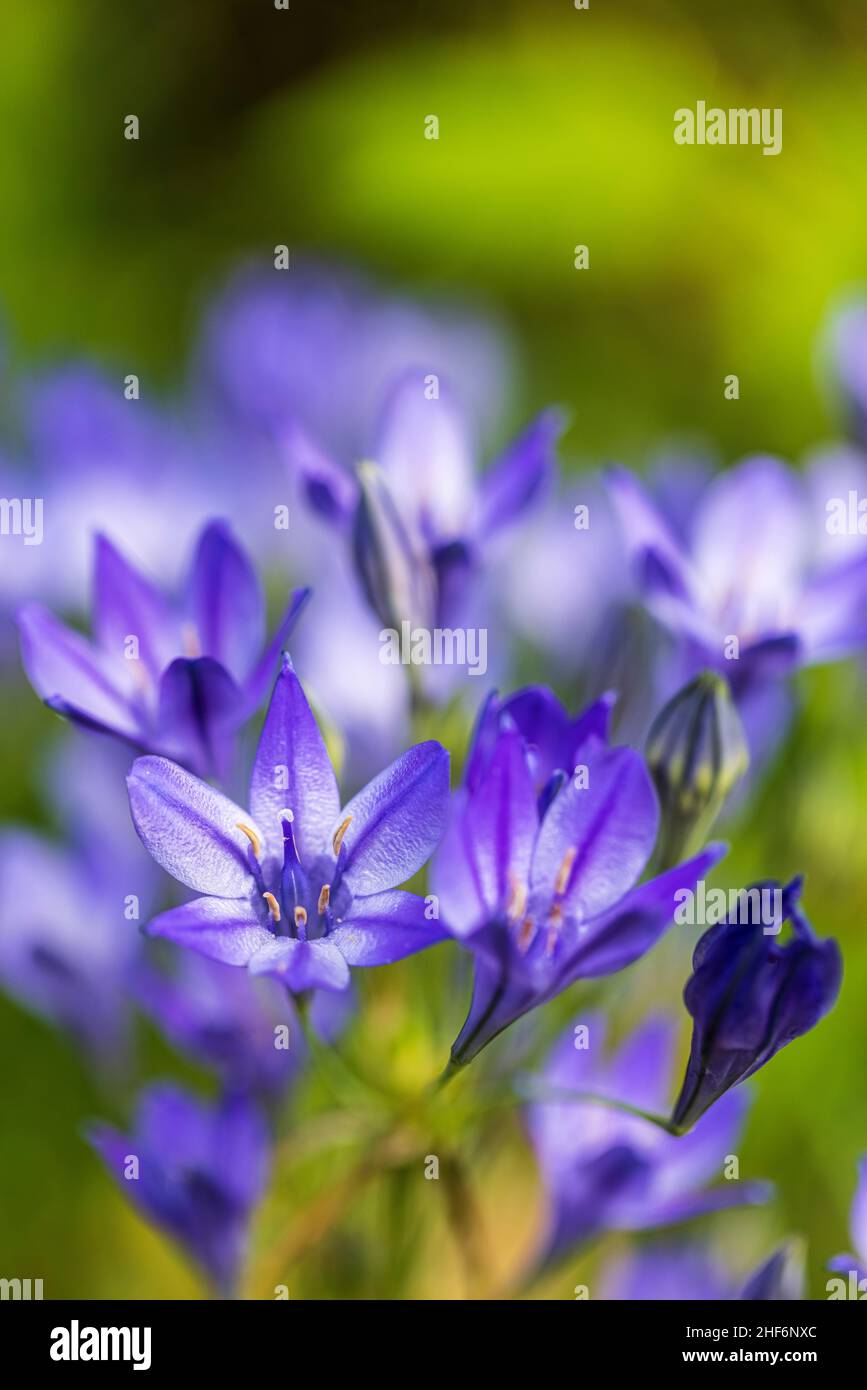 Brodiaea „Queen Fabiola“, Blumen, Nahaufnahme Stockfoto