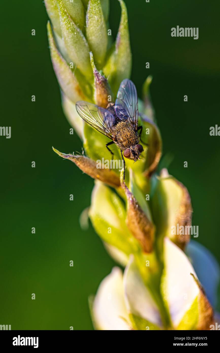 Fliegen Sie auf Lupinenblüte, Nahaufnahme Stockfoto