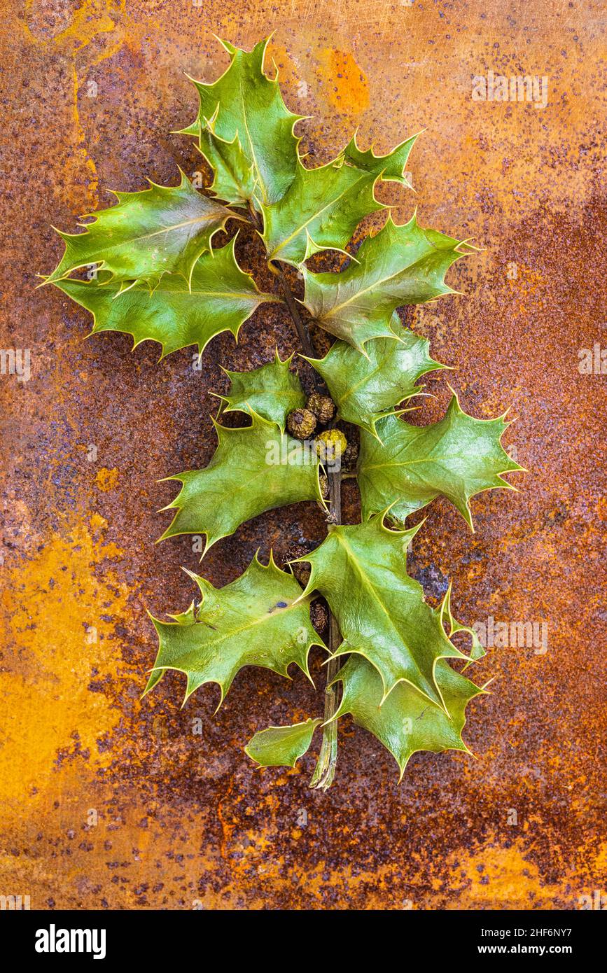 Holly / Christdorn (Ilex aquifolium), getrocknet auf rostigen Metallhintergrund, Stillleben Stockfoto