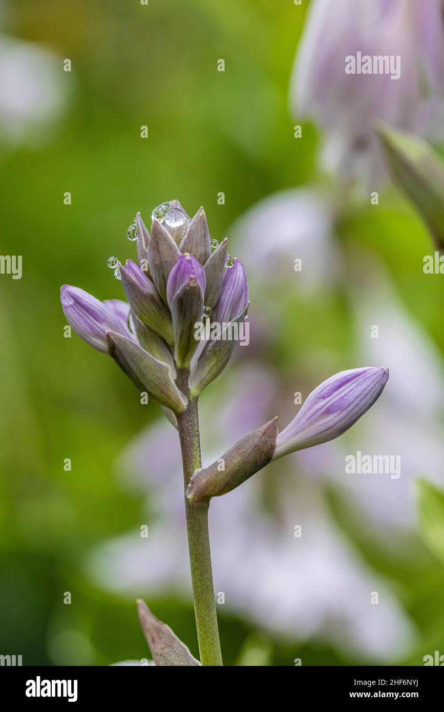 Funkia (Hosta) Blütenknospen mit Wassertropfen, Nahaufnahme Stockfoto