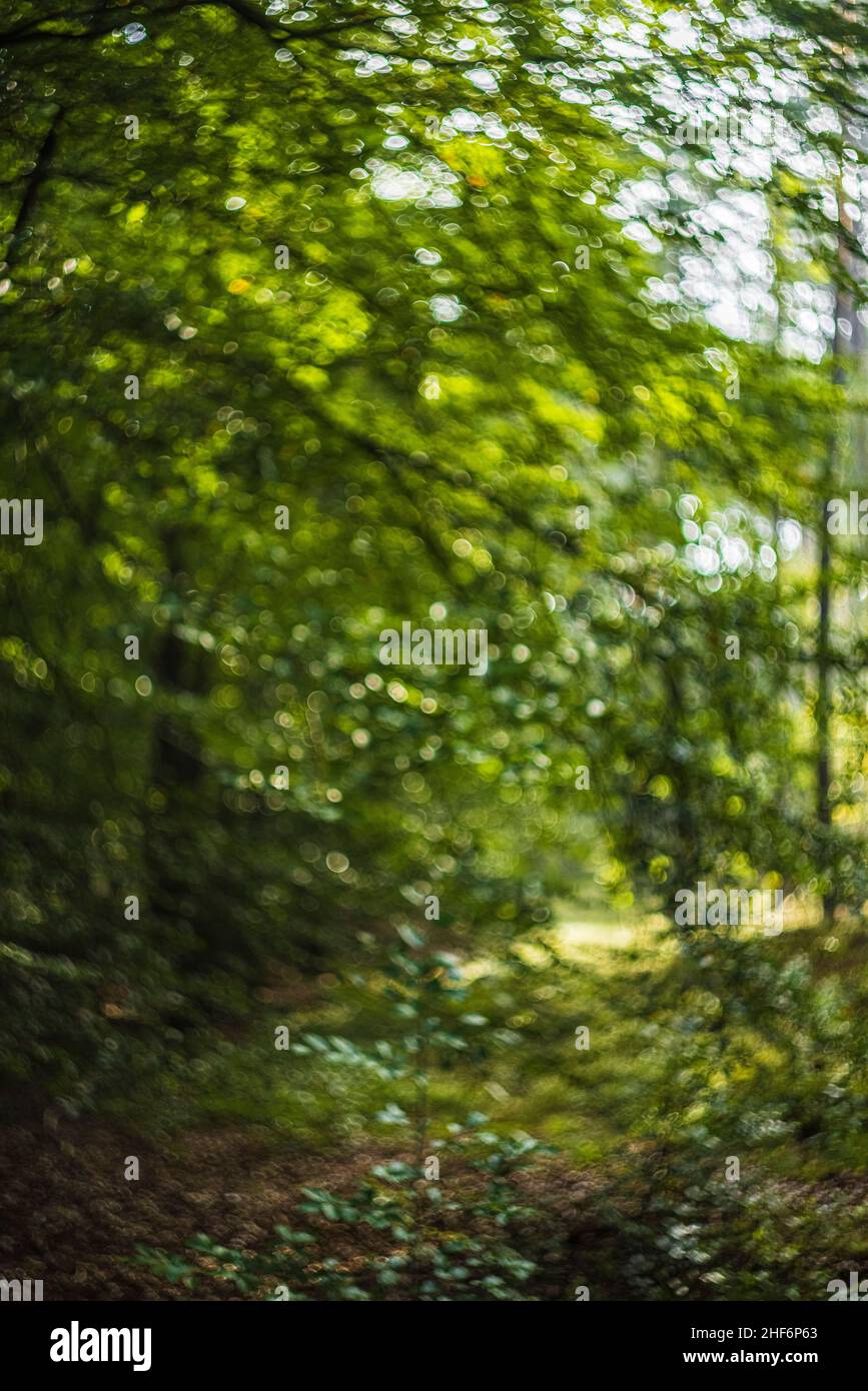 Grüner Hintergrund aus dem Wald, Natur, Bokeh, unscharf Stockfoto