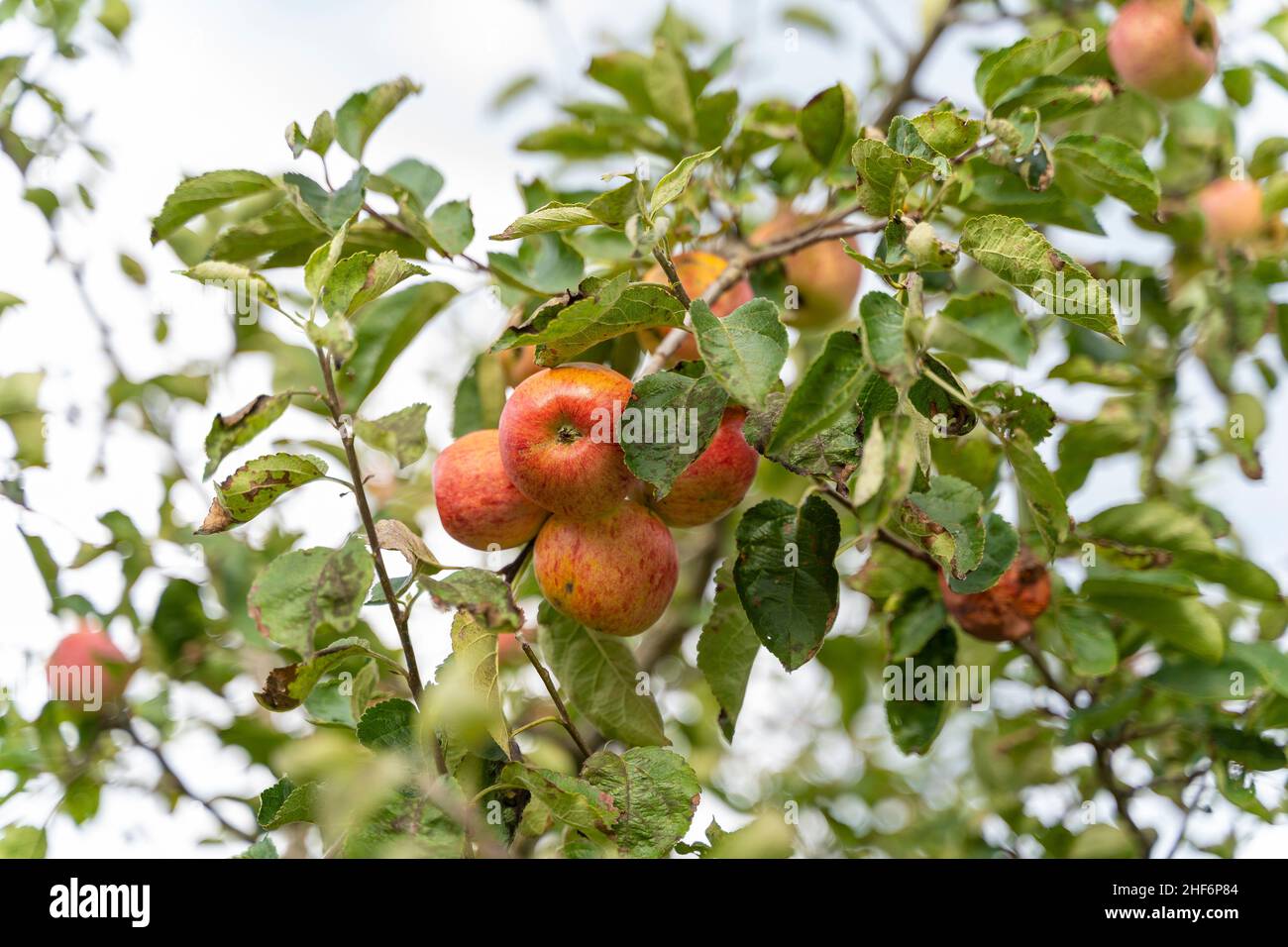 Mehrere reife, rot-gelbe Äpfel hängen am Apfelbaum, Bayern, Deutschland Stockfoto