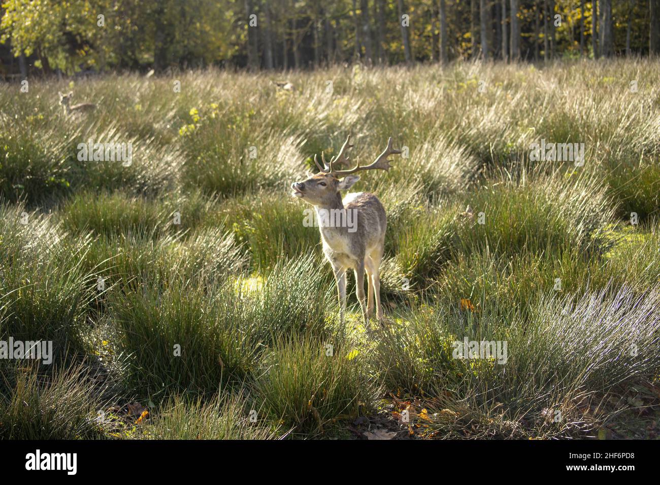 Ein süßes Reh wacht auf einer hohen Wiese in Freiheit über die kalte frische Luft Stockfoto