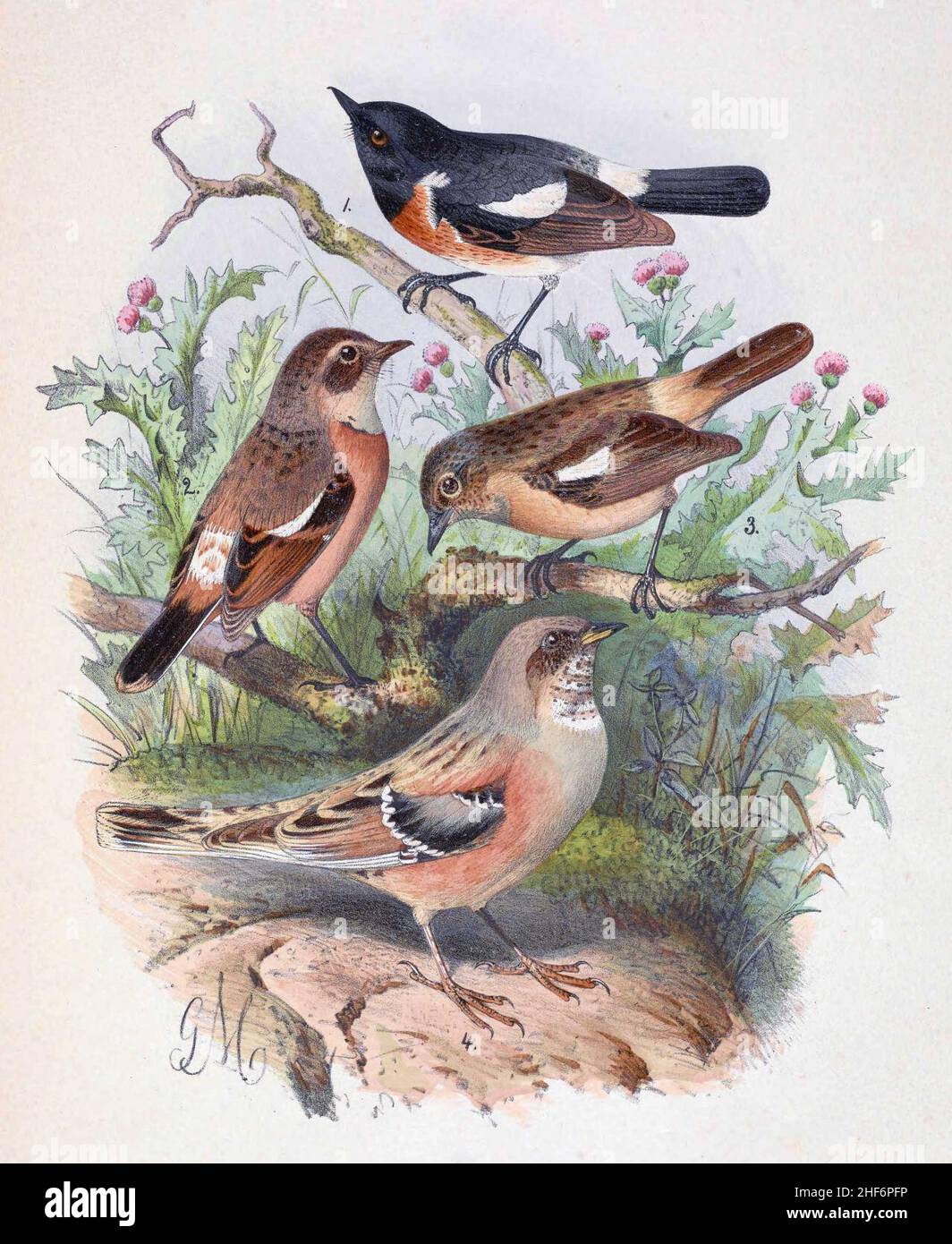 Saxicola maurus przewalskii & Prunella collaris rufilata 1889. Stockfoto