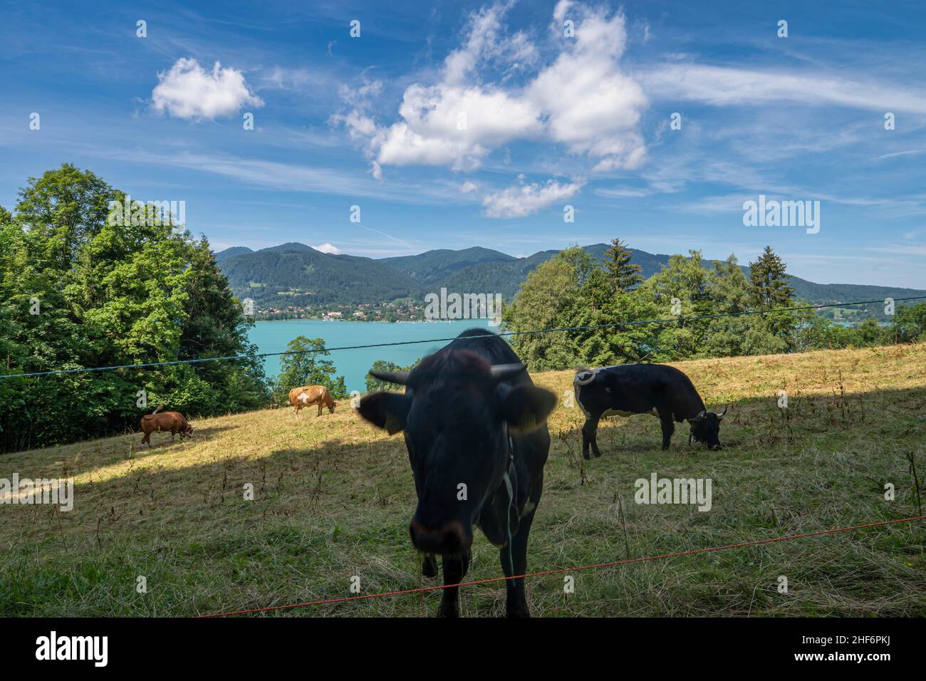 Wunderschöner ländlicher Blick am beliebten bayerischen Tegernsee mit einer Kuh im Vordergrund - Konzept für bäuerliche Relexation und gesunden Urlaub Stockfoto