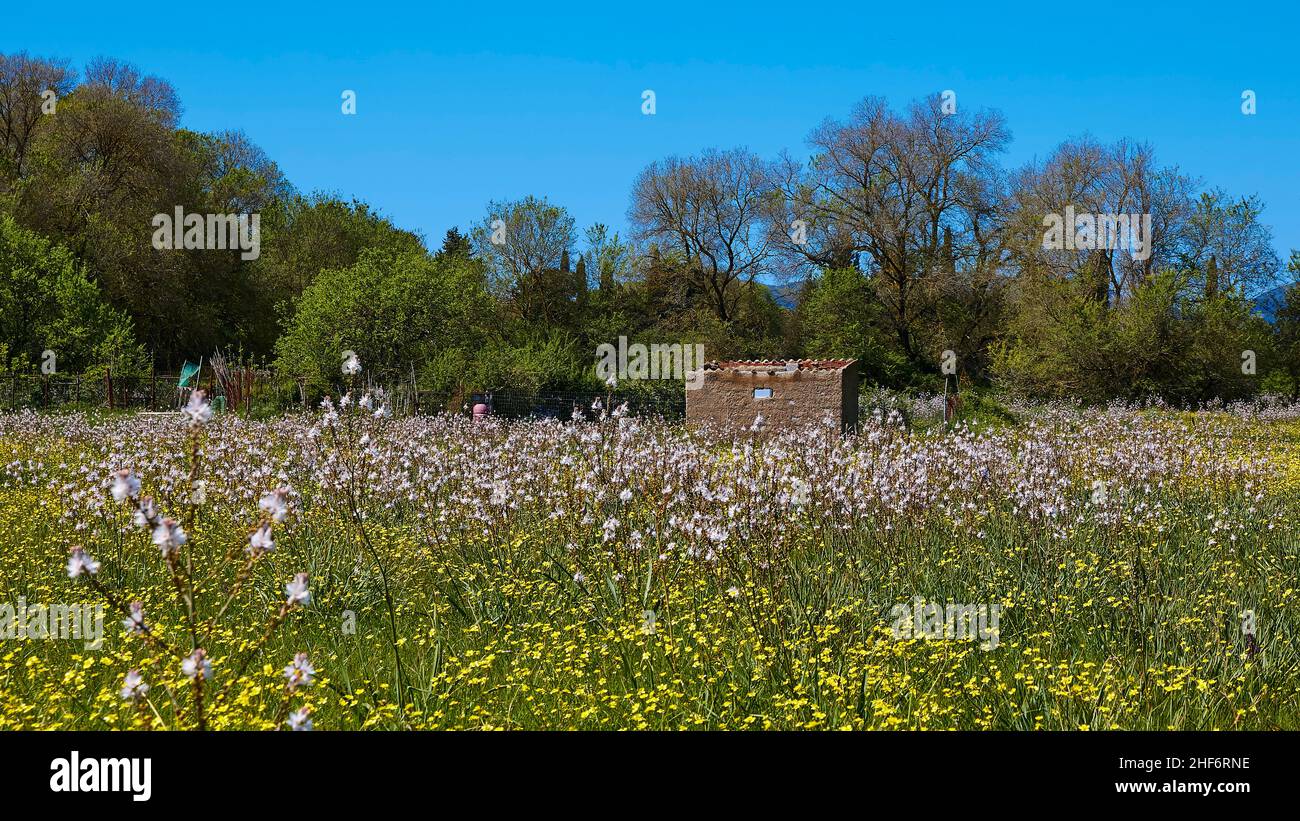 Griechenland, griechische Inseln, Ionische Inseln, Korfu, Frühling, Frühlingswiesen, Blumenwiese aus Bodennähe fotografiert, im Hintergrund ein kleiner Wald, blauer Himmel ohne Wolken Stockfoto