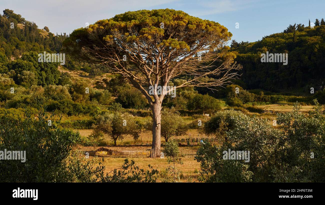 Griechenland, griechische Inseln, Ionische Inseln, Korfu, ein einziger riesiger Baum in einer Art Lichtung, wahrscheinlich eine Monterey-Zypresse Stockfoto