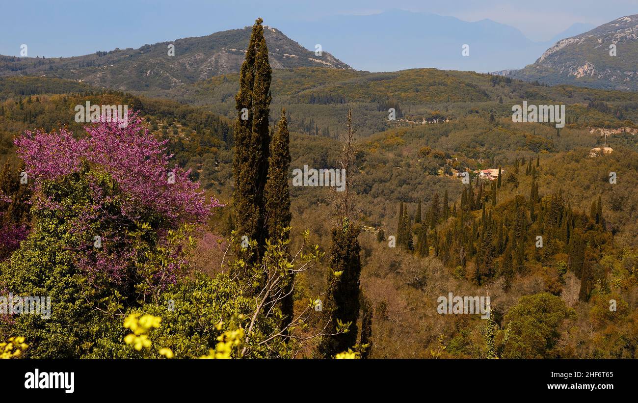 Griechenland, griechische Inseln, Ionische Inseln, Korfu, Landschaft im Norden, Zypressenwald, Blumen gelb, Strauch lila, Berge im Hintergrund, grüne Hügel, Stockfoto