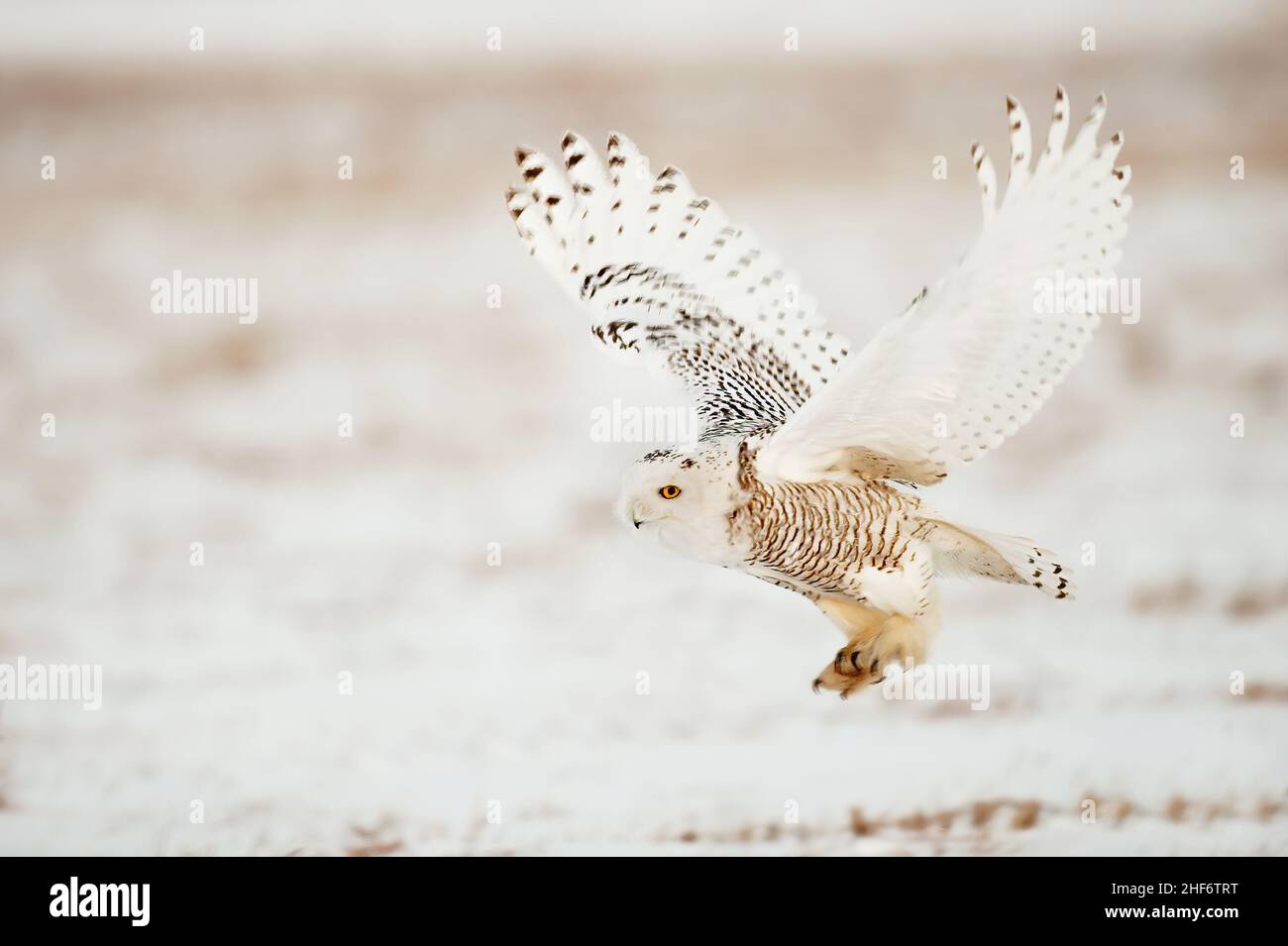 Schnee-Eule-Flug Stockfoto