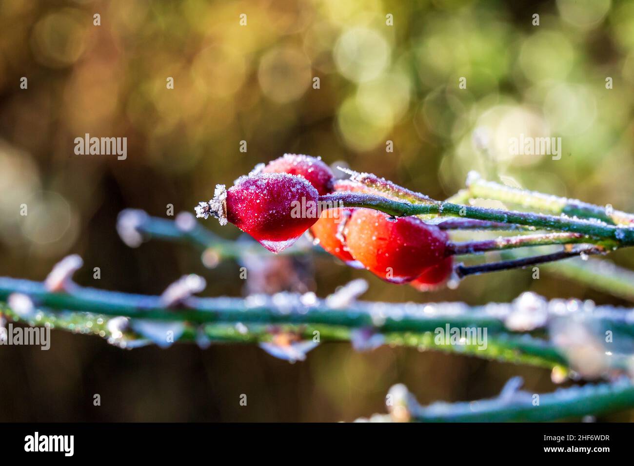Gefrorene Hagebutten an einem sonnigen Wintermorgen, mit einer geringen Schärfentiefe Stockfoto