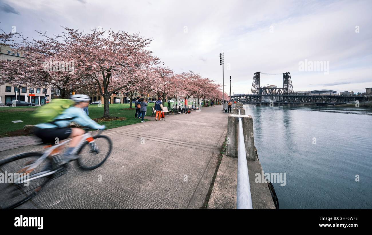 Ein Radfahrer fährt auf einem Mehrzweckpfad im Tom McCall Waterfront Park in Portland, Oregon. Blühende Kirschblütenbäume die Steel Bridhe und das Moda Center sind im Hintergrund zu sehen. Stockfoto