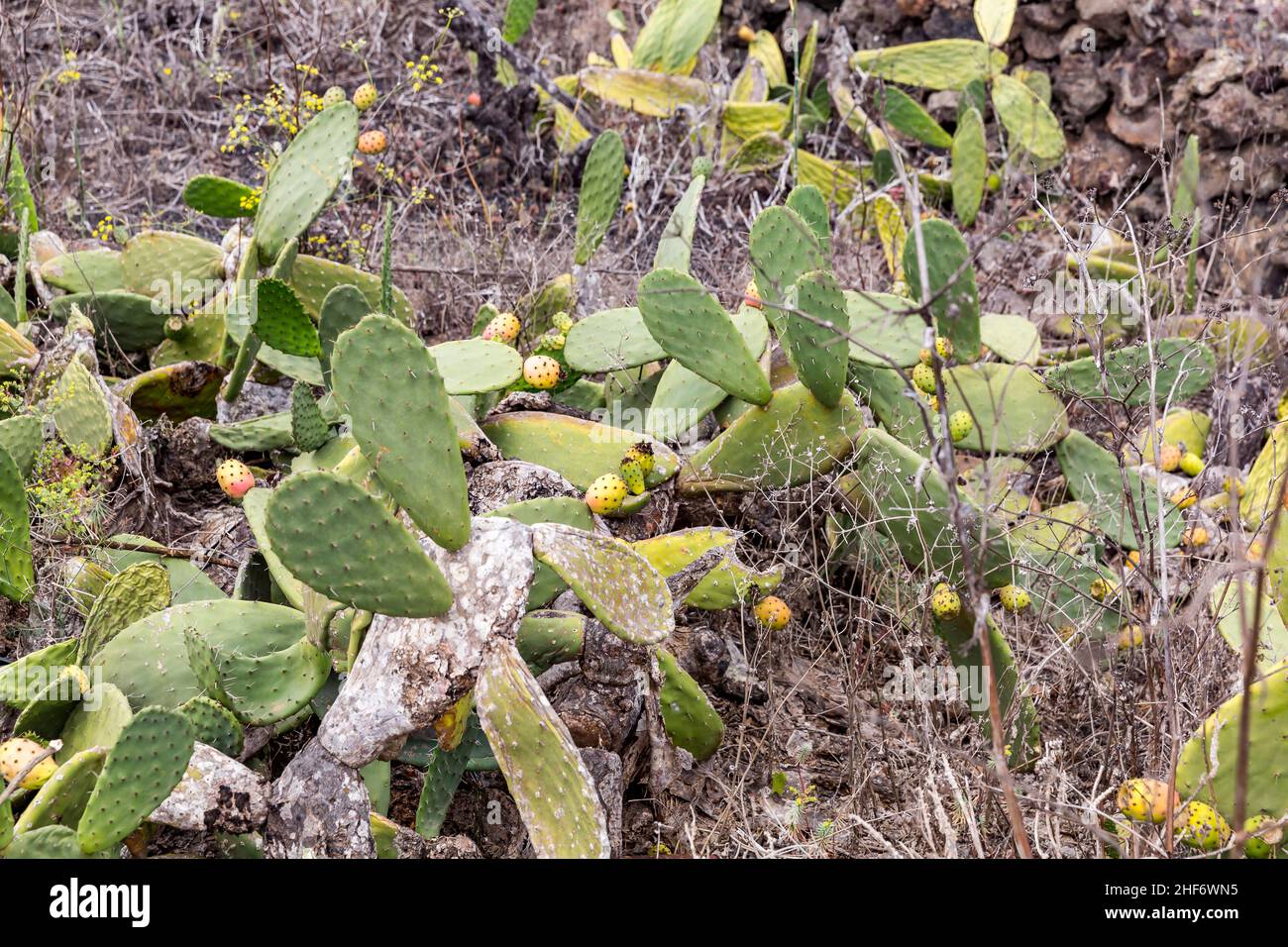 Kaktus aus Kaktus (Opuntia ficus-indica), Lanzarote, Kanaren, Kanarische Inseln, Spanien, Europa Stockfoto