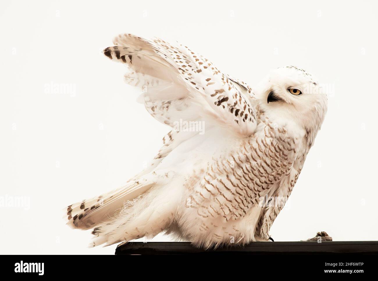 Preening Snowy Eule aus nächster Nähe Stockfoto