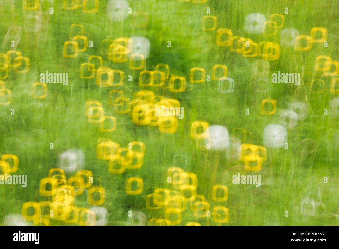 Abstraktes Bild, blühende Frühlingswiese, verschwommene Fotografie Stockfoto