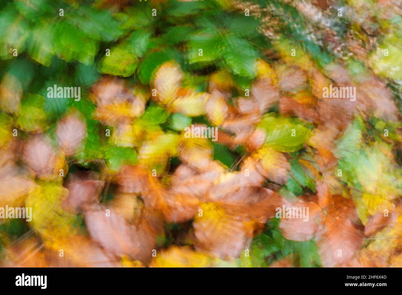 Abstraktes Bild, abstrakte Herbstfarben, Buchenblätter Stockfoto