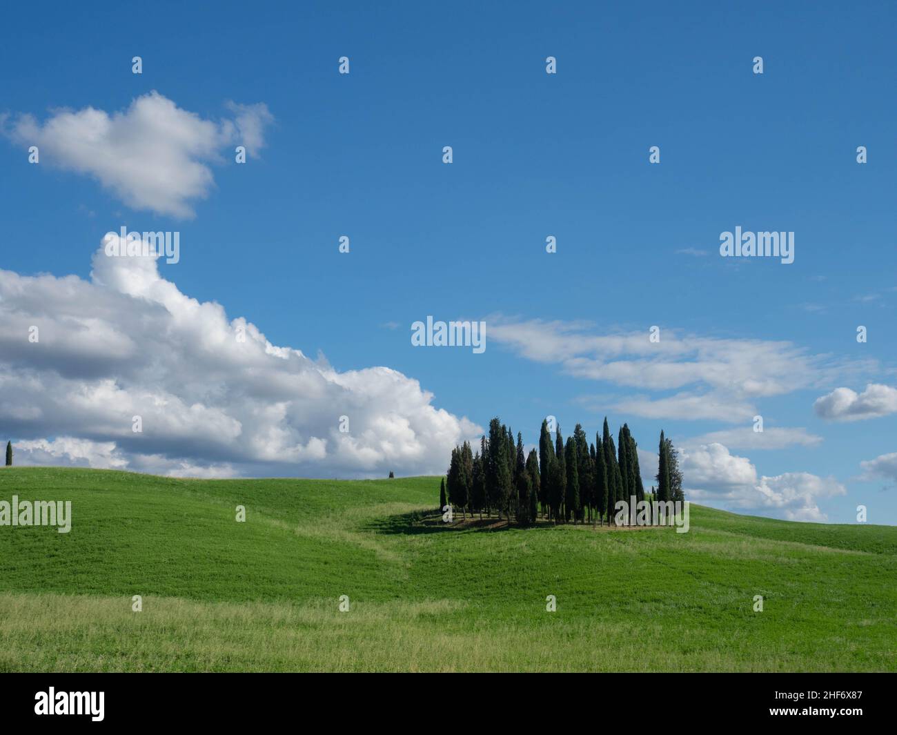 Eine kleine Anzahl von Zypressen in San Quirico d'Orcia, Es ist ein gefragter fotografischer Ort in der Toskana, Siena, Italien, aufgrund der Isolation dieser s Stockfoto