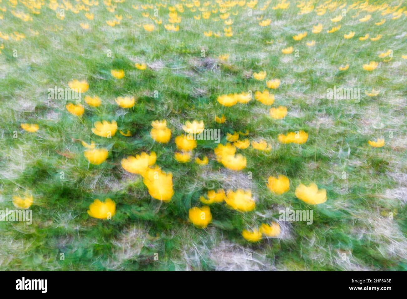 Abstraktes Bild, blühende Frühlingswiese, verschwommene Fotografie Stockfoto