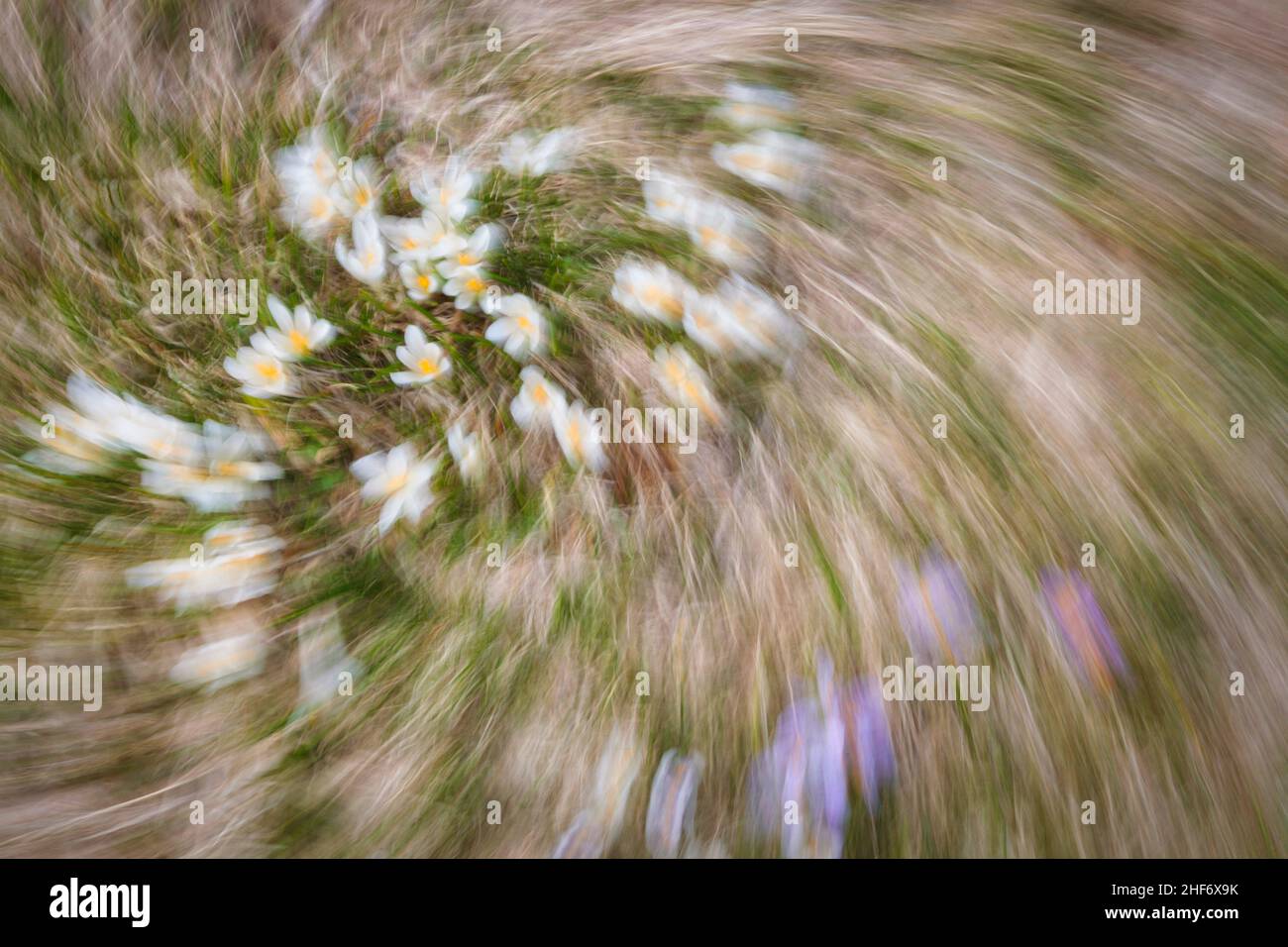 Abstraktes Bild, blühende Frühlingswiese, verschwommene Fotografie Stockfoto