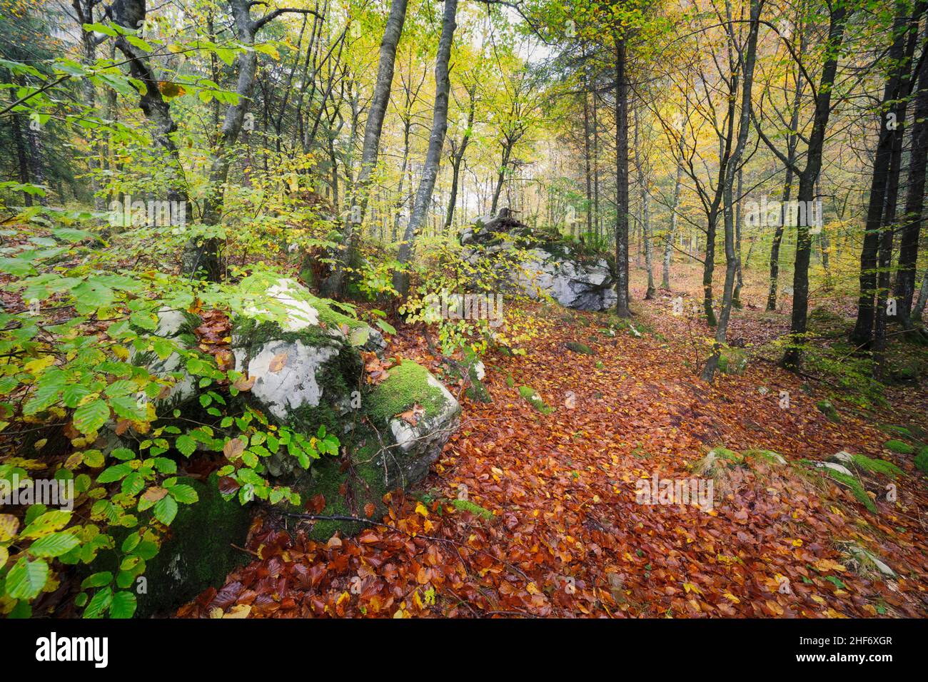 Herbstwald am Pass San Osvaldo, Cimolais, Pordenone, Friaul Julisch Venetien, Italien Stockfoto