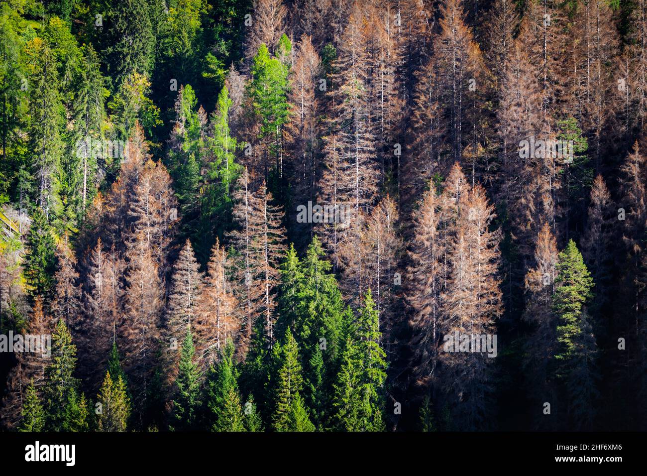 Provinz Belluno, Dolomiten, Italien Fichtenwald durch kleinen Fichtenrindenkäfer beschädigt - Polygraphus poligraphus Stockfoto