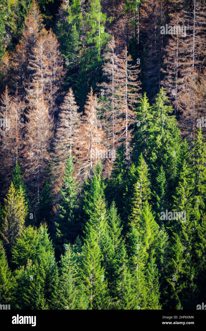 Provinz Belluno, Dolomiten, Italien Fichtenwald durch kleinen Fichtenrindenkäfer beschädigt - Polygraphus poligraphus Stockfoto