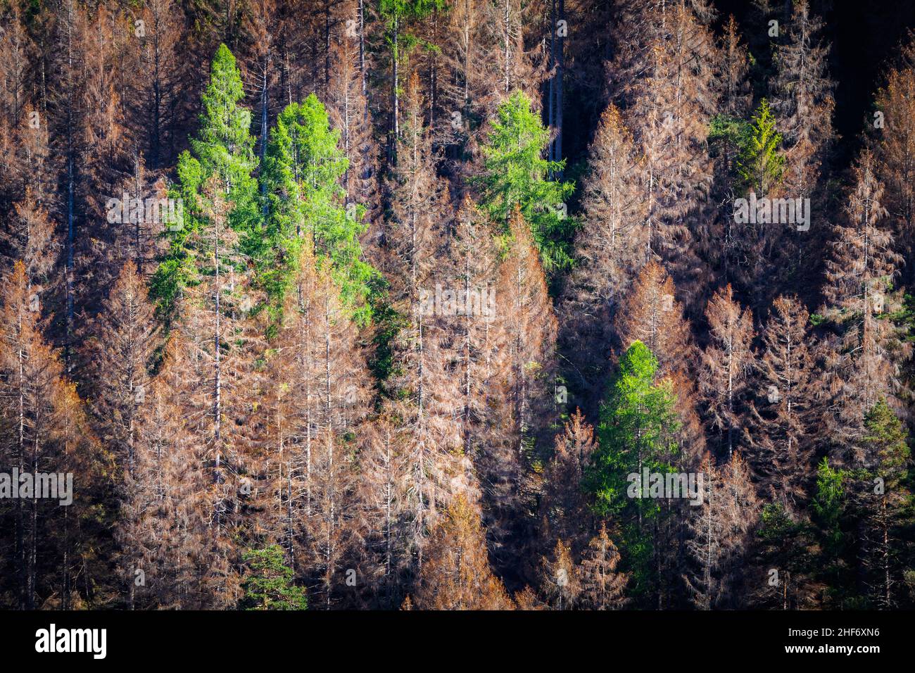 Provinz Belluno, Dolomiten, Italien Fichtenwald durch kleinen Fichtenrindenkäfer beschädigt - Polygraphus poligraphus Stockfoto