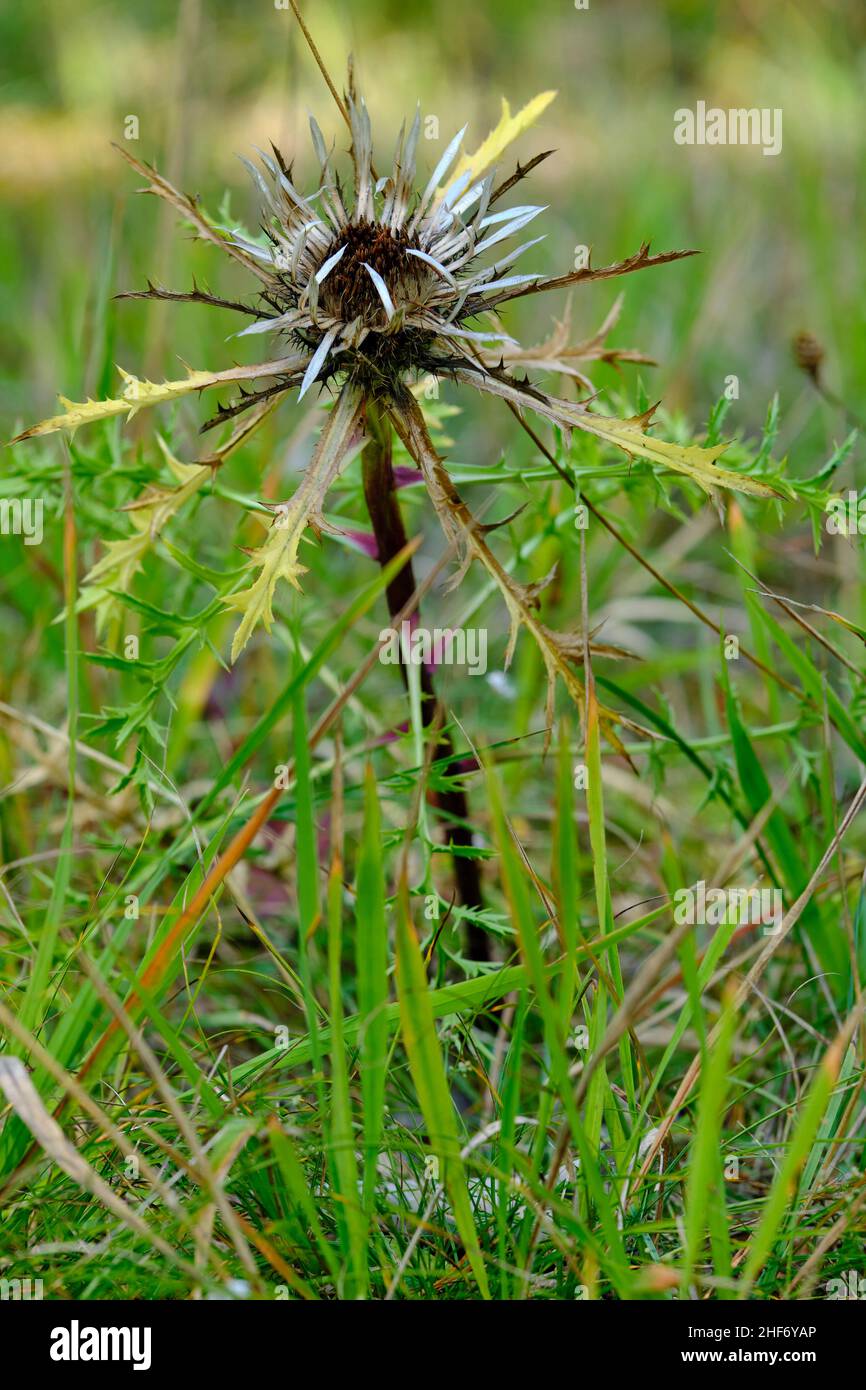 Silberne Distel, Carlina acaulis Stockfoto