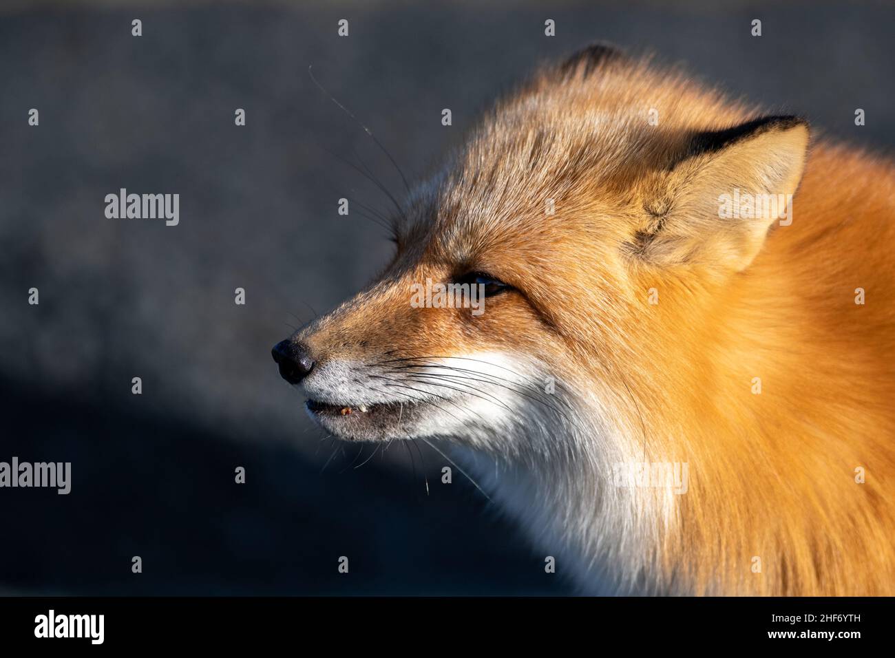 Rotfuchs, Vulpes vulpes, steht auf allen vier Pfoten und starrt aufmerksam voraus, während er jagt. Es hat einen scharfen stechenden Blick, orangefarbenes weiches flauschiges Fell und Augen. Stockfoto