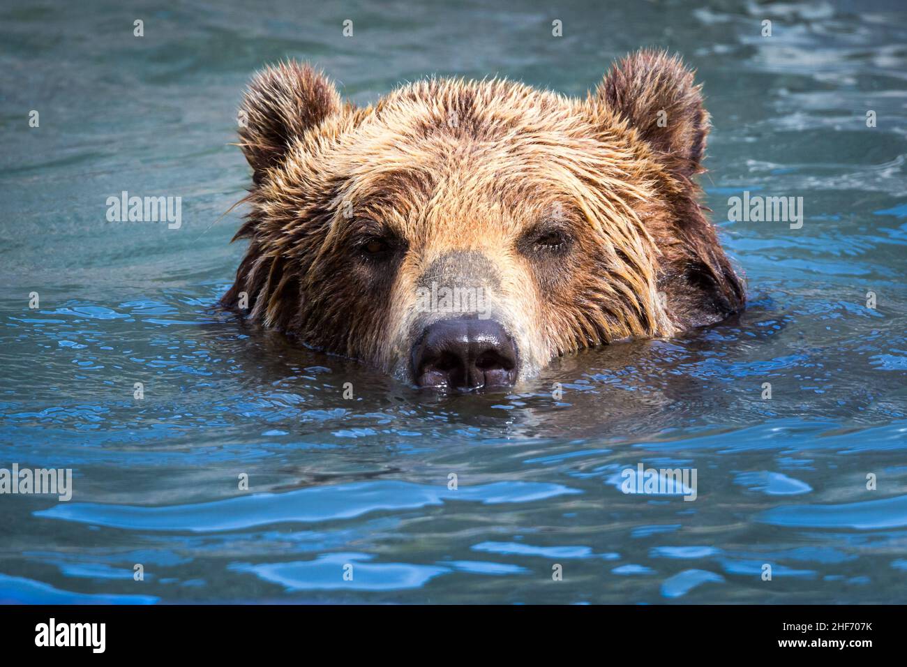 Braunbär schwimmend in einem Fluss Stockfoto