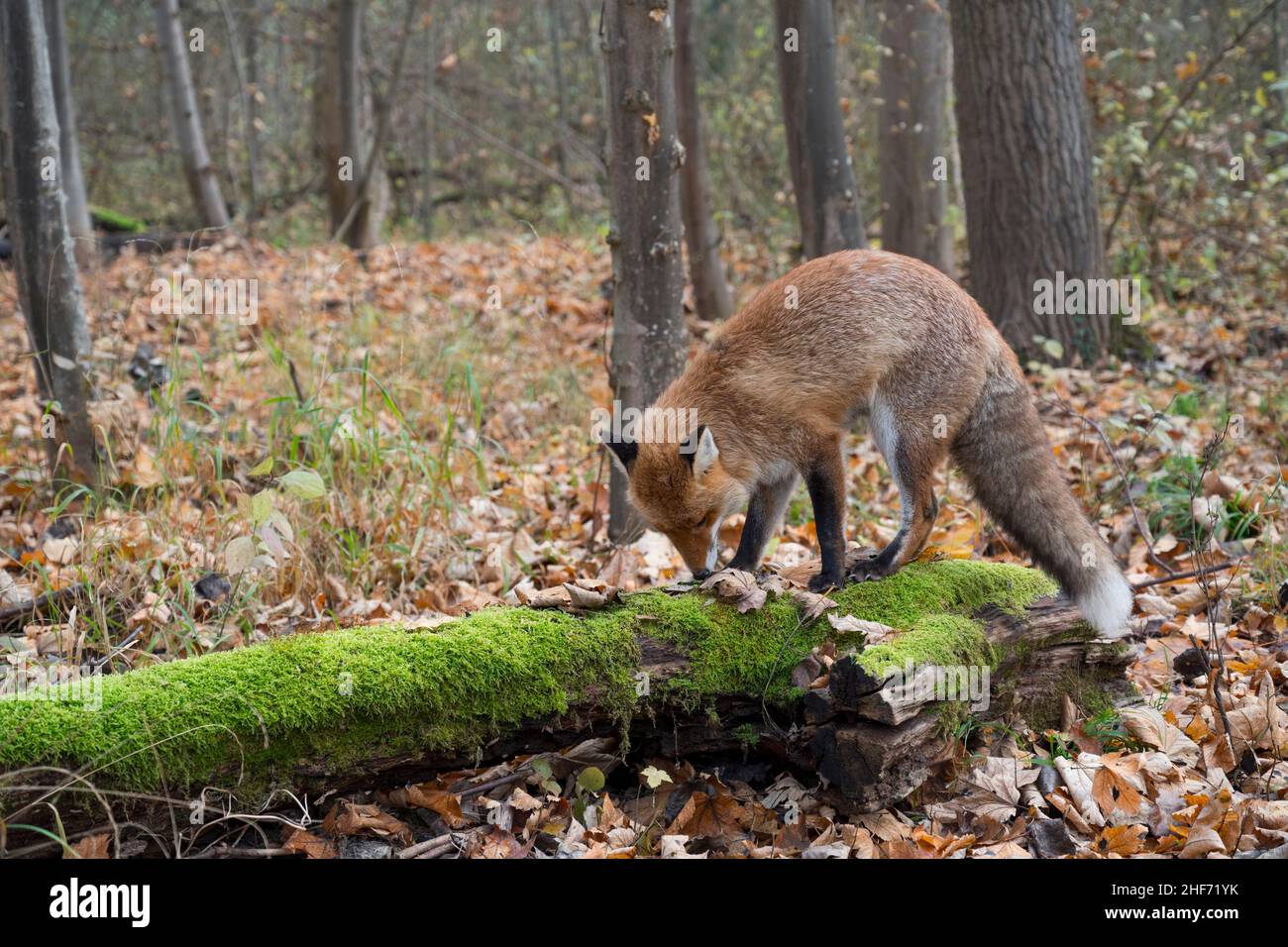 Rotfuchs auf einem moosigen Baumstamm im Wald, Vulpes vulpes, Winter, Hessen, Deutschland, Europa Stockfoto