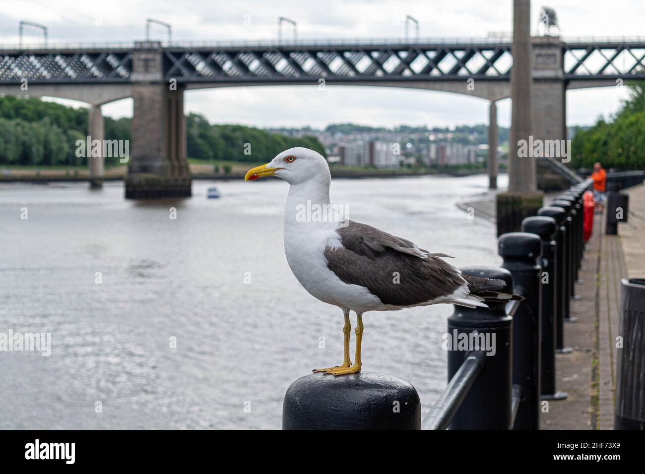 Eine Möwe, die auf einem Poller am Tyne River im Stadtzentrum von Newcastle mit der King Edward VII Bridge und der Queen Elizabeth ii Bridge, U-Bahn, thront Stockfoto