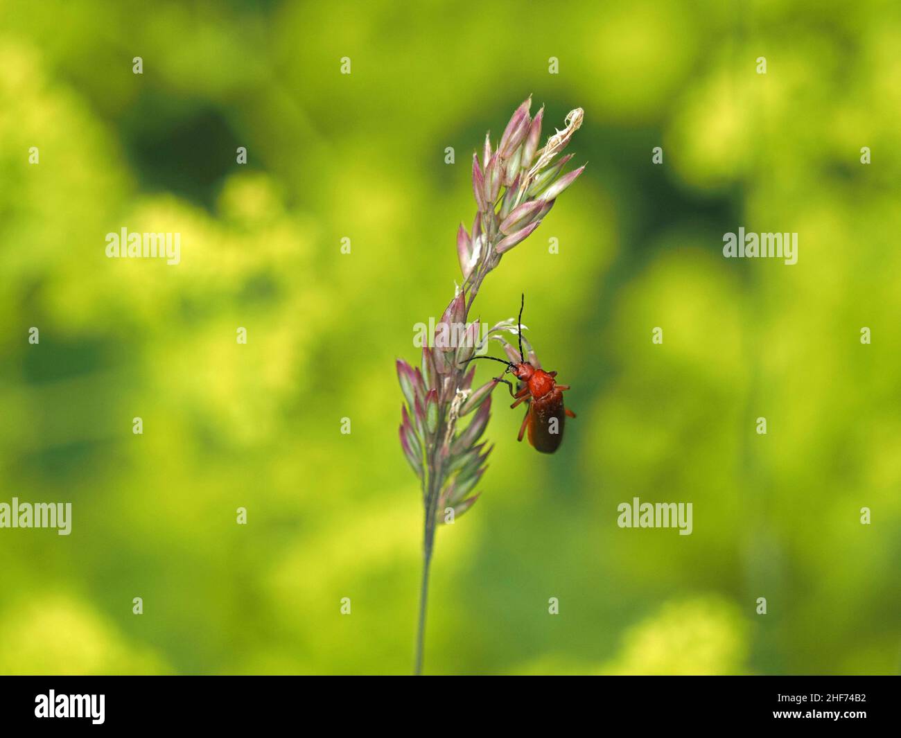 Roter Soldatenkäfer, der sich auf einem Graskernkopf mit violett gefärbten grünen Samen und grünem Hintergrund ernährt Perthshire, Schottland, Großbritannien Stockfoto