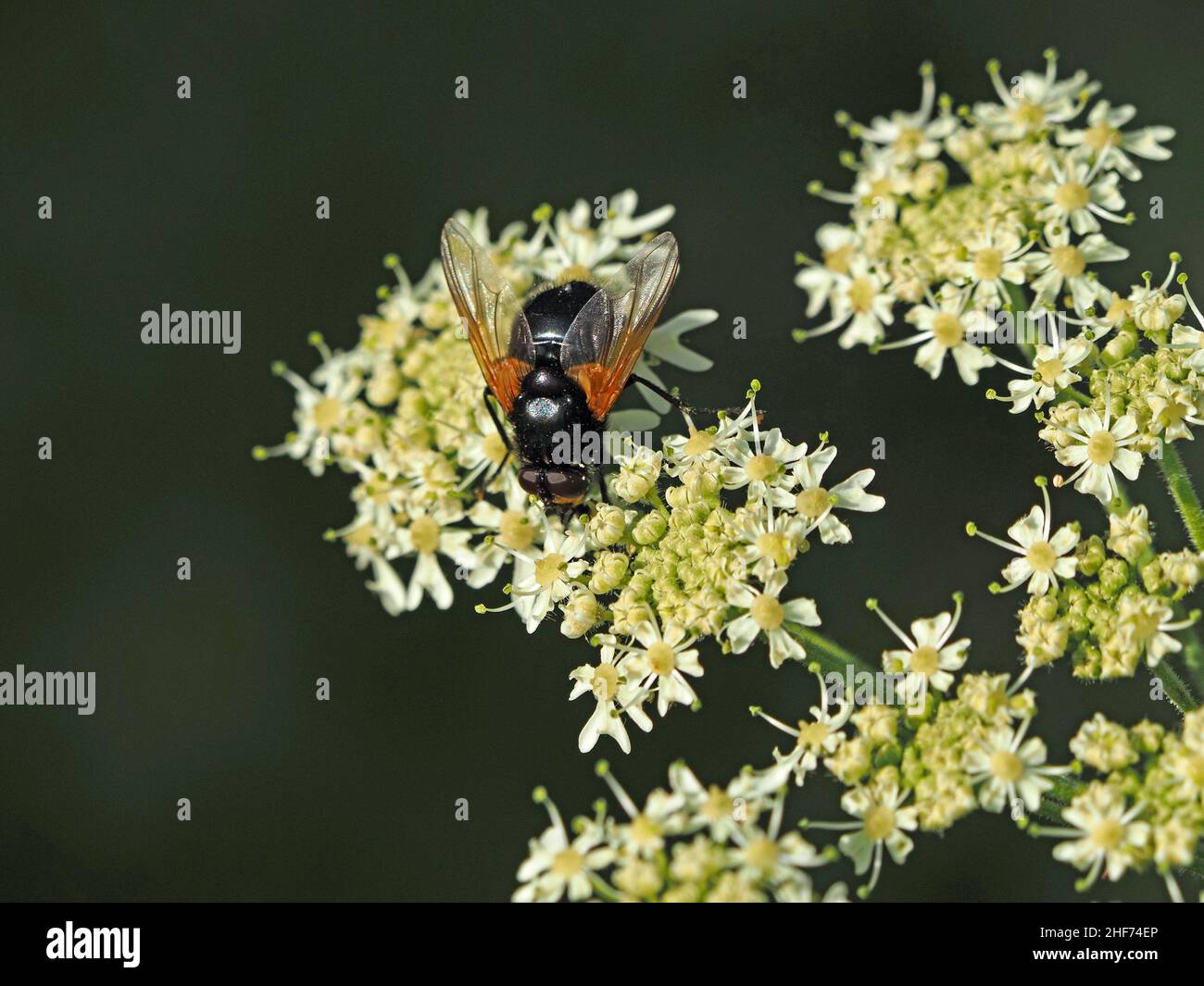 Mittagsfliege (Mesembrina meridiana) mit Goldflecken auf Flügeln und Gesichtsfütterung auf Nektar der Hogweed-Blume (Heracleum sphondylium) Perthshire, Schottland Großbritannien Stockfoto