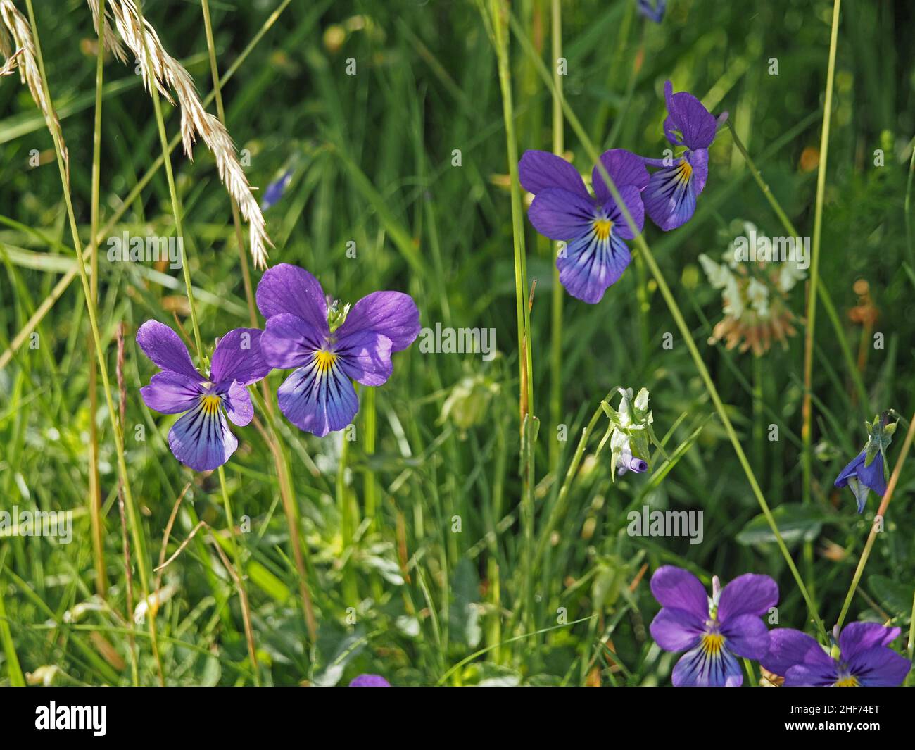 Mountain Pansy (Viola lutea) ist ein einheimischer, bodennaher, rhizomatöser, mehrjähriger Kraut, der auf einem Hügel in Perthshire, Schottland, Großbritannien, wächst Stockfoto