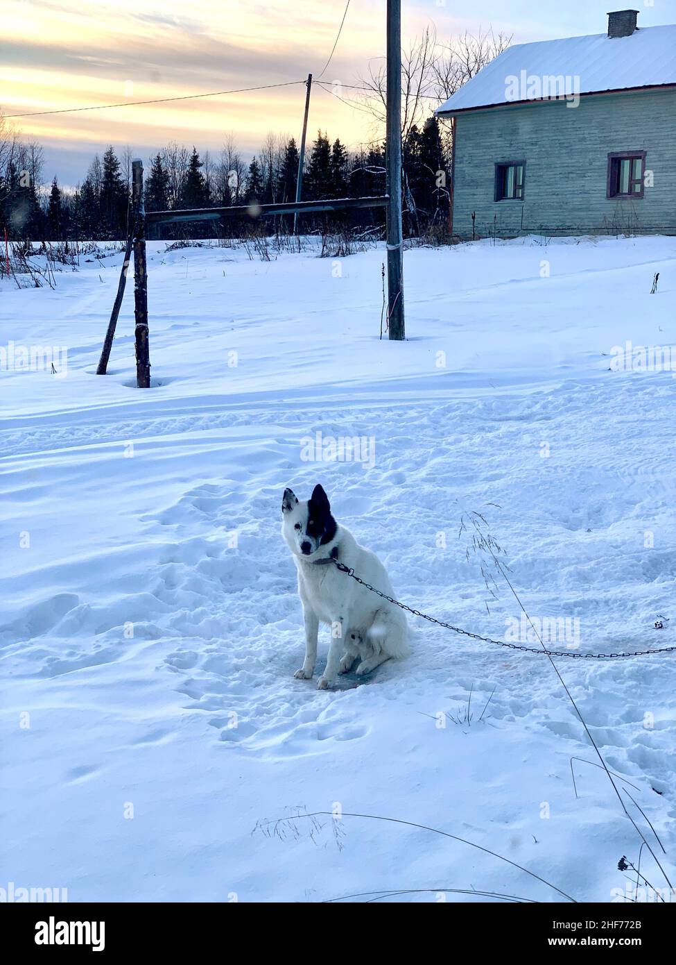 Finnland, Lappland, Raattama, ein Hund sitzt im Schnee Stockfotografie -  Alamy
