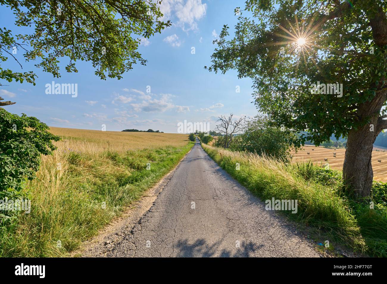 Straße, Apfelbaum, Sonnenschein, Sommer, Miltenberg, Spessart, Bayern, Deutschland Stockfoto
