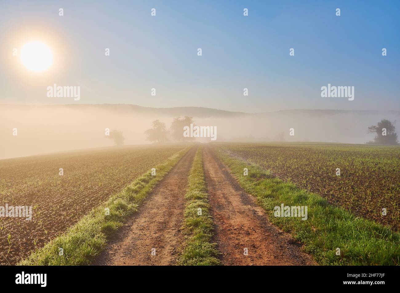 Feldlweg, Nebel, Morgen, Sonnenaufgang, Sommer, Röllbach, Spessart, Bayern, Deutschland Stockfoto